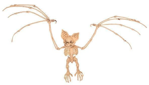 Vleermuis Skelet 3 Vleermuis Skelet