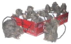 Mini Rat Prijs Per Stuk