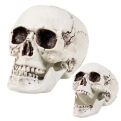 Doodshoofd Met Beweegbare Kaak (17x15cm)