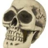 Deco Skull 29 Cm -Halloween Kostuum Winkel schedel van piepschuim